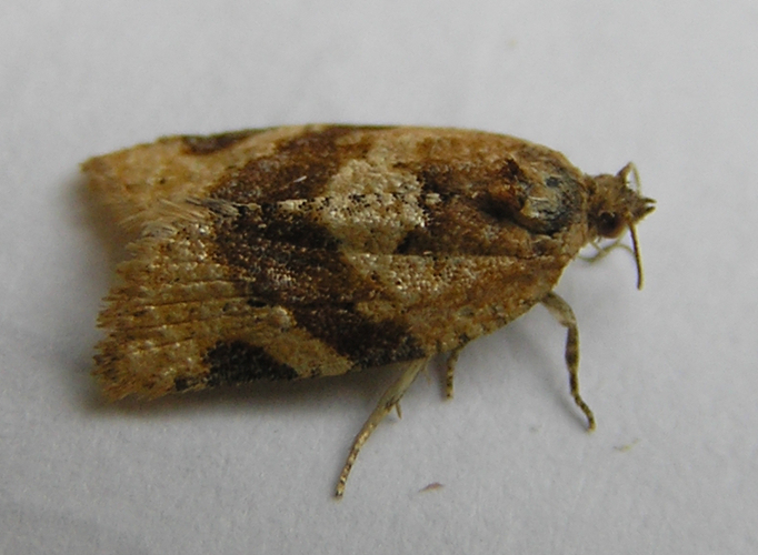 Epagoge grotiana FvL.jpg © Fvlamoen