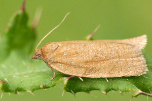 Clepsis.consimilana.-.lindsey.jpg © James K. Lindsey