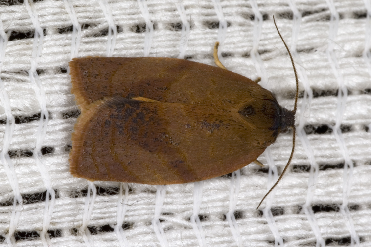 Cacoecimorpha.pronubana.7707.jpg © picture taken by Olaf Leillinger