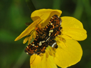 Thyris fenestrella.jpg © Hectonichus