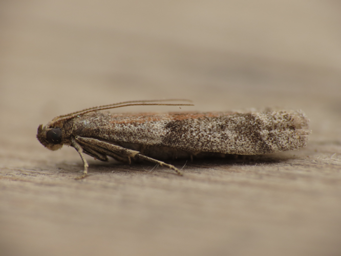 Ephestia unicolorella (8739360054).jpg &copy; Donald Hobern from Copenhagen, Denmark