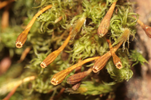 Ulota bruchii (c, 144704-474820) 5284.jpg © HermannSchachner