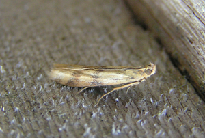 Homoeosoma sinuella.jpg © Lymantria