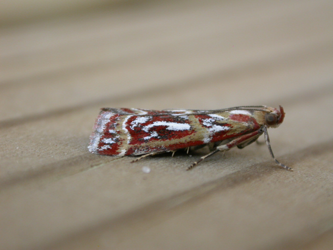 Acrobasis porphyrella.jpg &copy; Donald Hobern