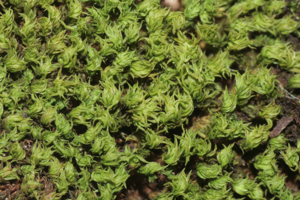 Zygodon rupestris (a, 144640-474744) 8234.JPG © HermannSchachner
