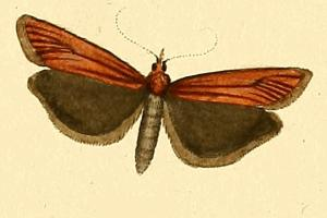 Selagia spadicella.JPG © HÜBNER