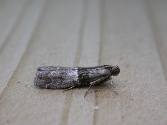 Elegia fallax.jpg &copy; Donald Hobern