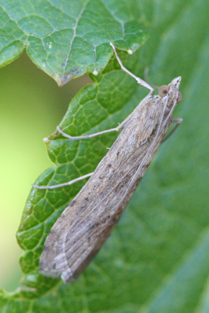 Nomophila noctuella (xndr).jpg © No machine-readable author provided. Svdmolen assumed (based on copyright claims).