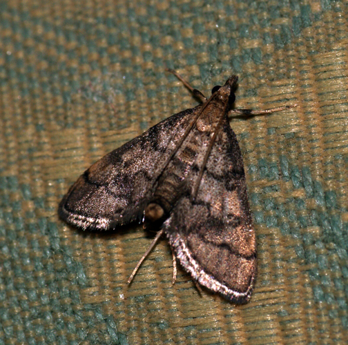 Metasia cuencalis (4990085079).jpg © Ben Sale from UK