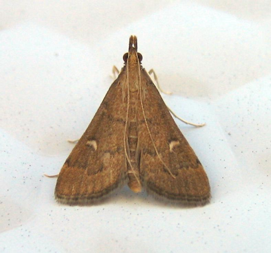 Dolicharthria punctalis.jpg &copy; de:Benutzer:Engeser, uploaded by User:Fvlamoen