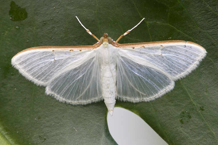 Palpita.vitrealis.7611.jpg &copy; picture taken by Olaf Leillinger