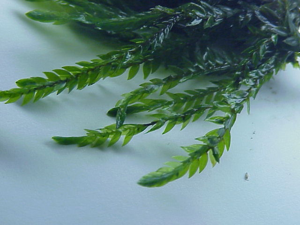 Fontinalis antipyretica2.jpg © Kurt Stüber [1]