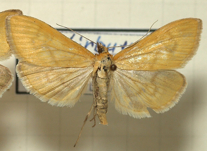 Mecyna.lutealis.mounted.jpg &copy; Sarefo