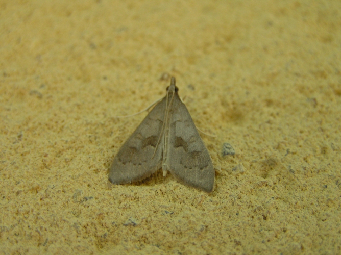 Mecyna asinalis.jpg © Lymantria