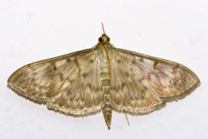Pleuroptya.ruralis.7310.jpg © Commons