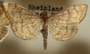 Anania.verbascalis.mounted.jpg © Sarefo