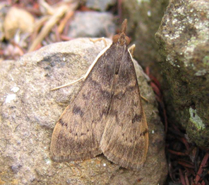 Uresiphita gilvata1.jpg © Engeser