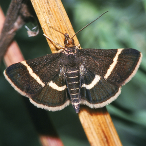 Pyrausta.cingulata.2001-12-23.jpg © Commons