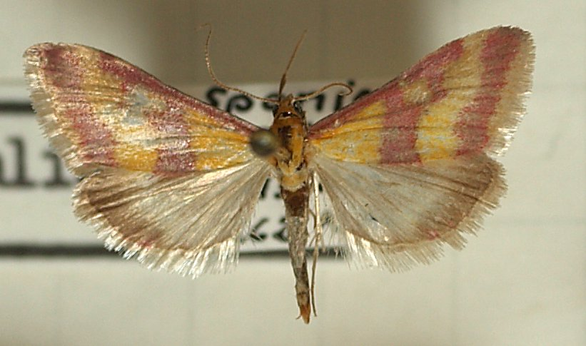 Pyrausta.sanguinalis.mounted.jpg © Sarefo