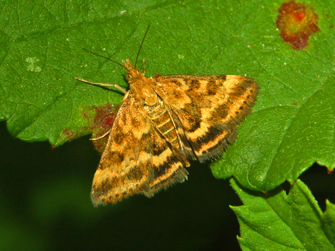 Pyraustinae - Pyrausta despicata.JPG © Hectonichus
