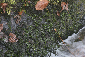 Fontinalis squamosa (b, 143445-482125) 4240.JPG © HermannSchachner