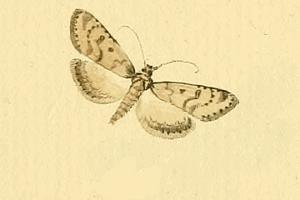 Udea numeralis.JPG © HÜBNER