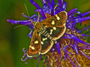 Odontiinae - Eurrhypis pollinalis.JPG © Hectonichus