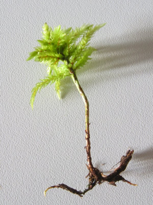Climacium dendroides.jpeg © Kristian Peters -- Fabelfroh 07:41, 15 December 2006 (UTC)