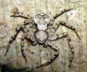 Philodromus margaritatus.jpg © Lucarelli