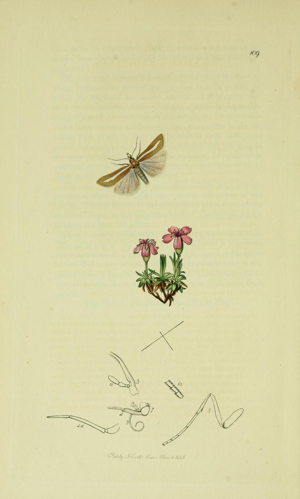 Britishentomologyvolume6Plate109.jpg © Curtis