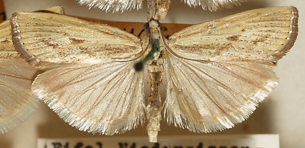 Agriphila.inquinatella.mounted.jpg © Sarefo