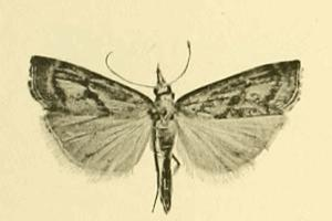 Agriphila brioniellus.JPG © Commons
