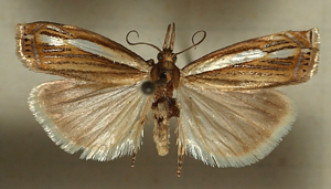 Crambus.silvellus.mounted.jpg © Sarefo