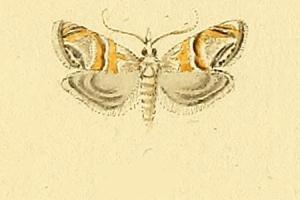 Euchromius bella.JPG &copy; Commons