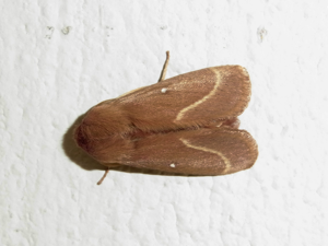 Lasiocampa trifolii CBTha001.jpg © Donkey shot