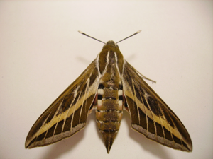 Hyles livornica.JPG © No machine-readable author provided. Muscari assumed (based on copyright claims).