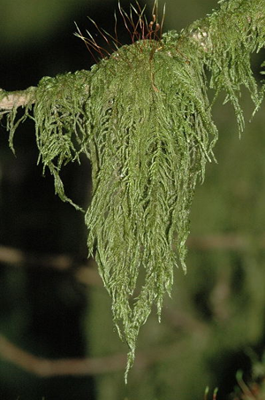 Antitrichia.curtipendula.jpg © James K. Lindsey