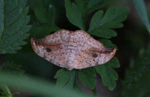 Drepana falcataria-01 (xndr).jpg © No machine-readable author provided. Svdmolen assumed (based on copyright claims).