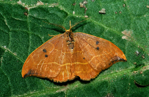 Drepana.binaria.2290.jpg © Commons