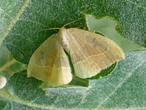 Watsonalla uncinula 01 (HS).jpg © Hsuepfle