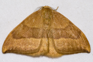 Watsonalla.cultraria.7133.jpg © Commons
