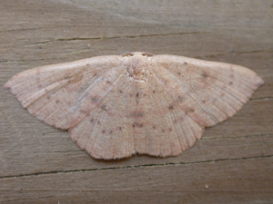 Cyclophora puppillaria.jpg © Donald Hobern