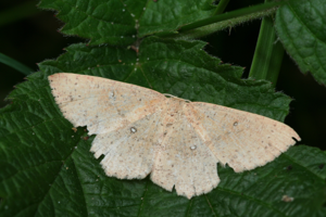Cyclophora porata-01 (xndr).jpg © Svdmolen