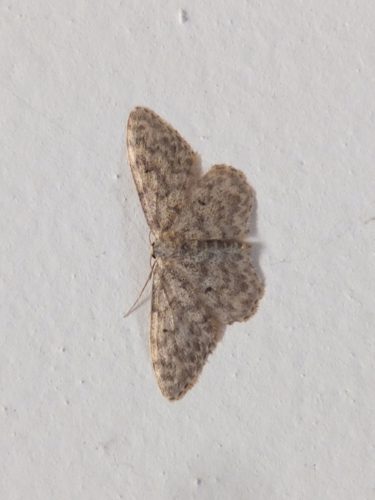 Idaea typicata 02.jpg © Syrio