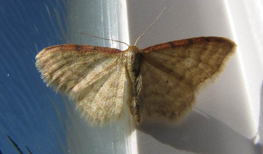 Idaea humiliata.jpg © Engeser