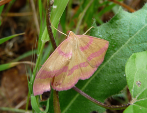 Rhodostrophia calabra.JPG © Lucarelli