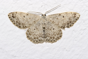 Scopula.marginepunctata.7283.jpg © Commons