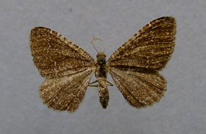 Cataclysme riguata.jpg © Dumi