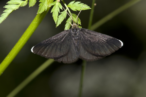 Odezia.atrata.7638.jpg © picture taken by Olaf Leillinger