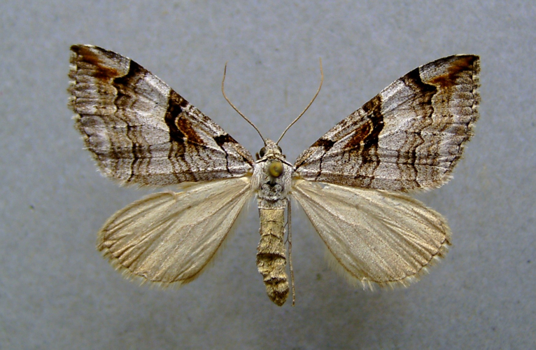 Aplocera praeformata.jpg &copy; Dumi